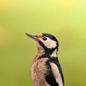 Great Spotted Woodpecker