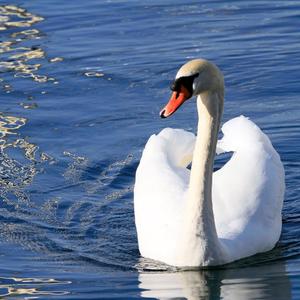 Mute Swan