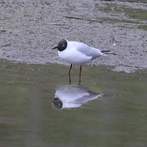 Black-headed Gull