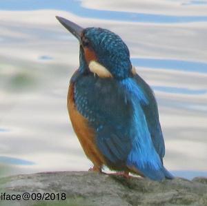 Common Kingfisher