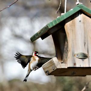 European Goldfinch