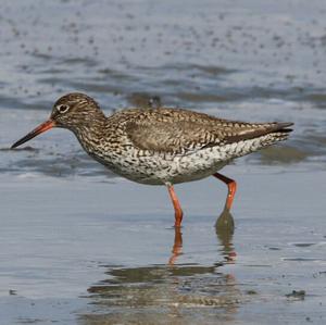 Common Redshank