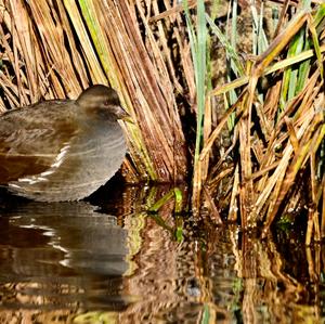 Common Moorhen