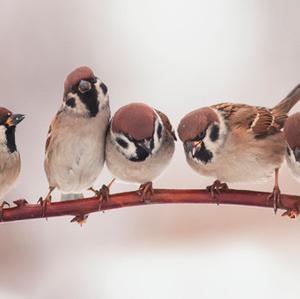 Eurasian Tree Sparrow