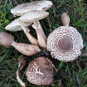 Meadow Agaric