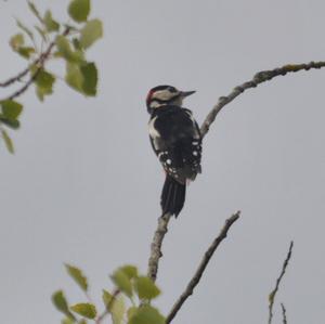 Great Spotted Woodpecker