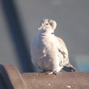 Eurasian Collared-dove