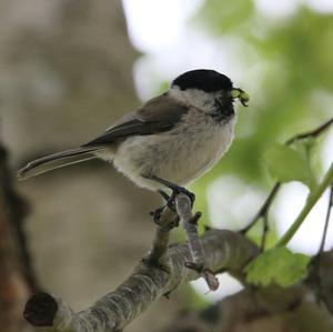 Willow Tit