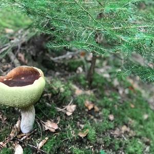 King Bolete