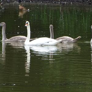 Mute Swan