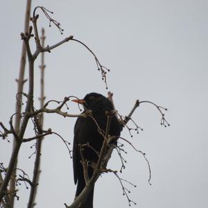 Eurasian Blackbird