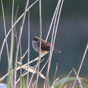 Common Whitethroat