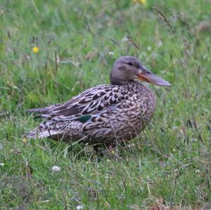 Northern Shoveler