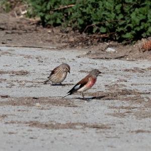 Eurasian Linnet