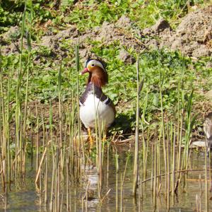 Mandarin Duck