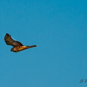 Northern Harrier