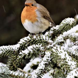 European Robin