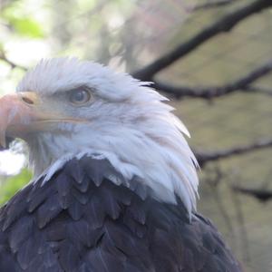 Weißkopfseeadler