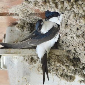 Northern House-martin