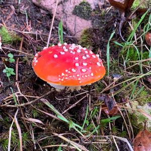 Fly Agaric