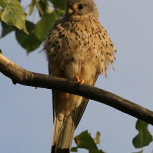 Common Kestrel