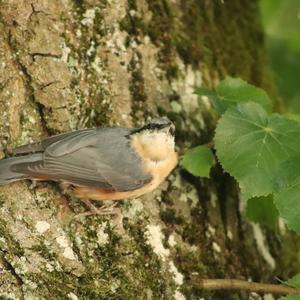 Wood Nuthatch