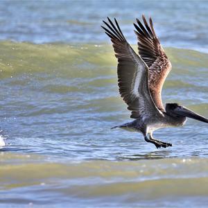 Brown Pelican