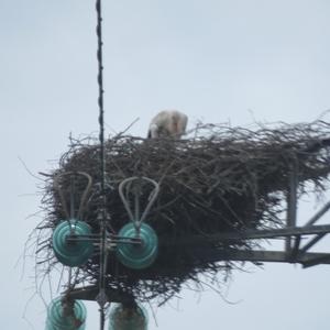 White Stork