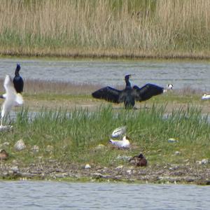 Great Cormorant