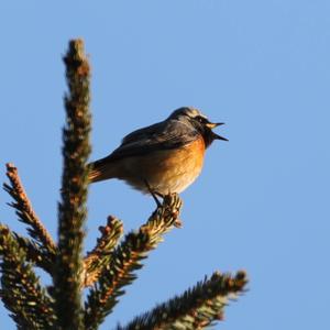 Common Redstart