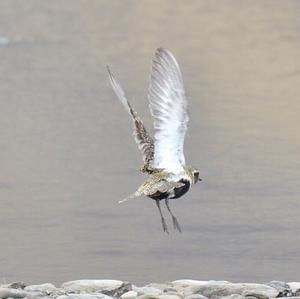 Eurasian Golden Plover