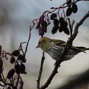 Eurasian Siskin