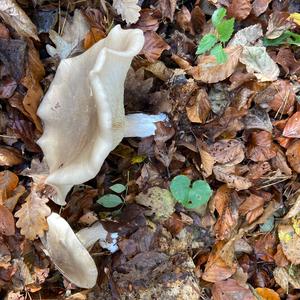 Cloudy Clitocybe