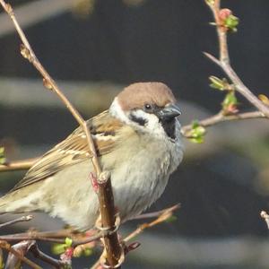 Eurasian Tree Sparrow