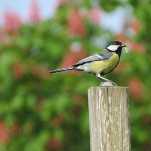 Great Tit