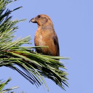 Red Crossbill