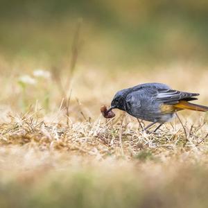 Black Redstart