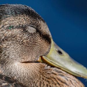 Mallard