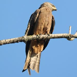 Black Kite