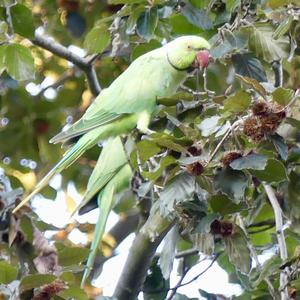 Rose-ringed Parakeet