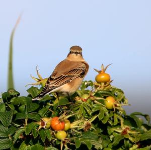 Northern Wheatear