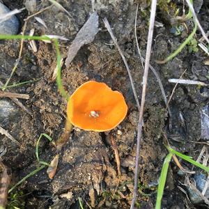 Orange Peel Fungus