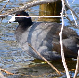 Common Coot