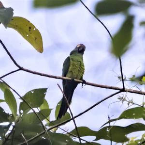 Dusky-headed Parakeet