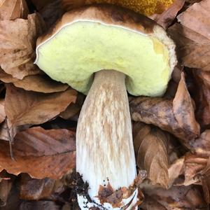 King Bolete