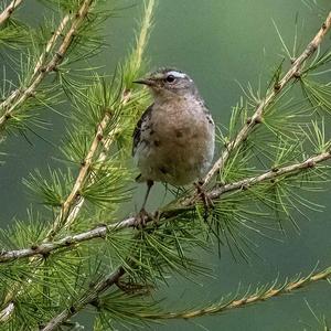 Water Pipit