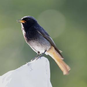 Black Redstart