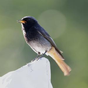 Black Redstart