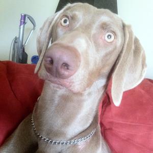 Weimaraner