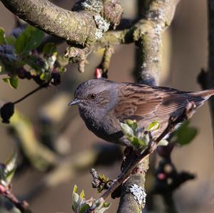 Hedge Accentor